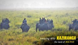 Premium Kaziranga Tour Package from Guwahati: Explore the Wild Heart of Assam