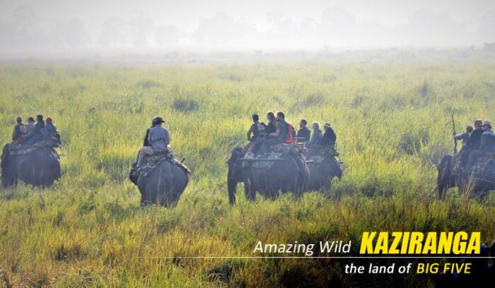 Premium Kaziranga Tour Package from Guwahati: Explore the Wild Heart of Assam