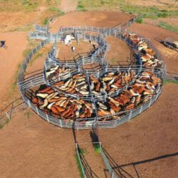 Permanent Cattle Yard Designs Australia