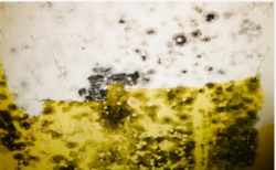 Commercial mold remediation services NY