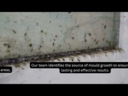 Mould Removal Melbourne