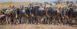 Best 7 Wonders About the Great Wildebeest Migration Tanzania Tour Safari