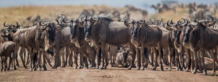 Best 7 Wonders About the Great Wildebeest Migration Tanzania Tour Safari