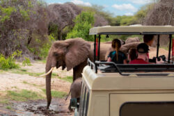 Best Time to Visit Tanzania Month by Month with Best Tanzania Safari