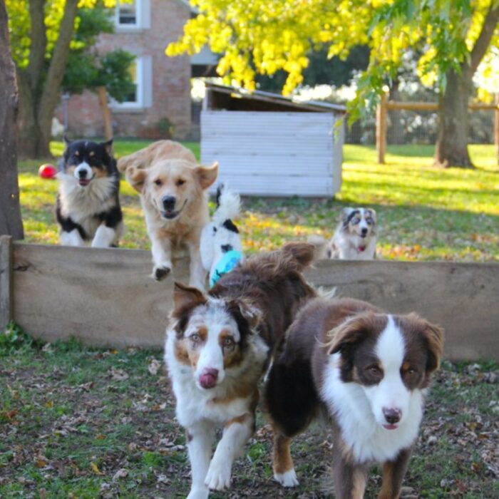 Australian Shepherd breeders Ontario
