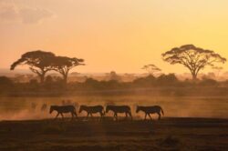 How to save money on Kenya safari tours