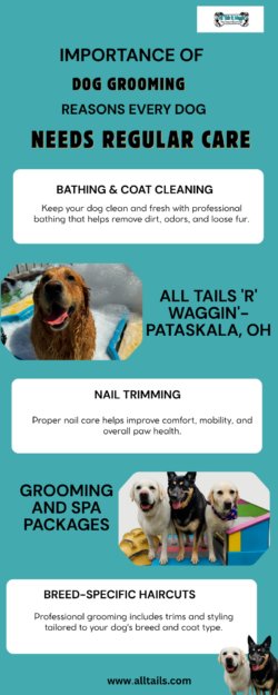Importance of Dog Grooming Reasons Every Dog Needs Regular Care