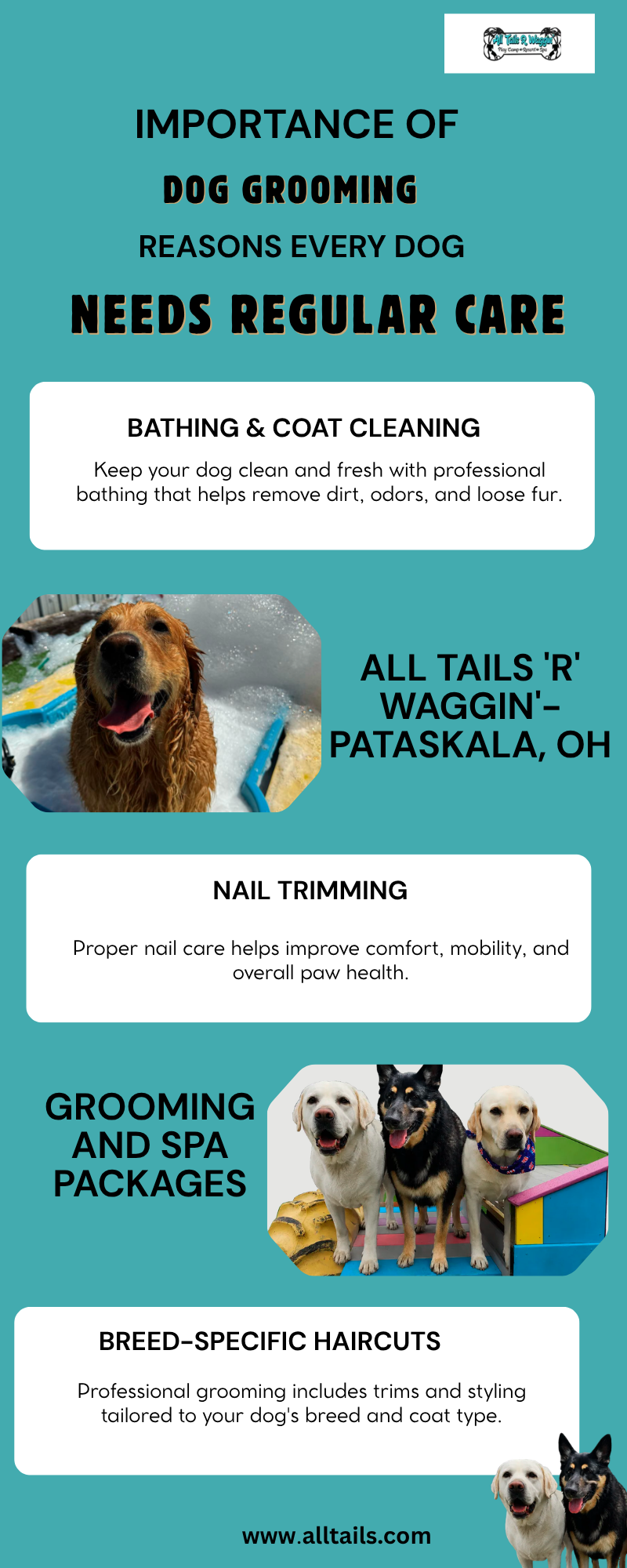 Importance of Dog Grooming Reasons Every Dog Needs Regular Care