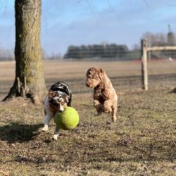 Australian shepherd for sale