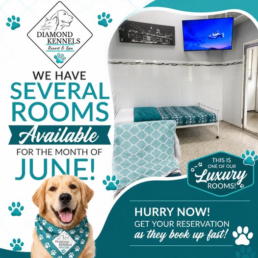 Make This June Special with Luxury Dog Boarding at Diamond Kennels