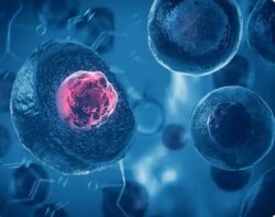 Understanding Angiogenesis: How Growth Factors Support New Blood Vessel Formation
