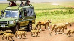 Best Tanzania Safaris Guide to Follow on a Trip