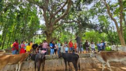 Weekend Farm Tours: Learn, Play, and Relax in Nature
