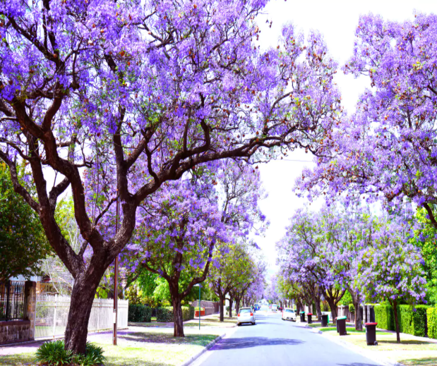 Best divorce lawyers adelaide