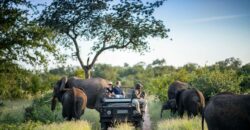Best Spots for Ngorongoro Crater Wildlife Viewing on Best Safari in Tanzania