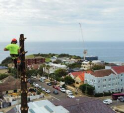 Stump Grinding Sydney
