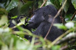 Top Tips for Budget Gorilla Trekking in Rwanda Safari