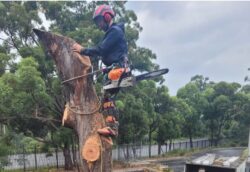 Tree Removal Cremorne