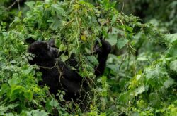 Why Choose Low Season for Uganda Gorilla Trekking and Permit Prices