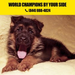 German shepherd Litters for Sale in California
