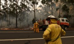 Kangaroo Island bushfires: grave fears for unique wildlife after estimated 25,000 koalas killed  ...