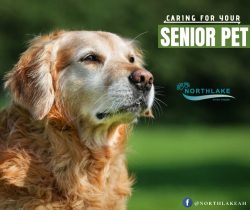 Personalized Senior Pet Care