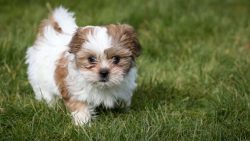 Shih Tzu Puppies for Sale – Central Park Puppies