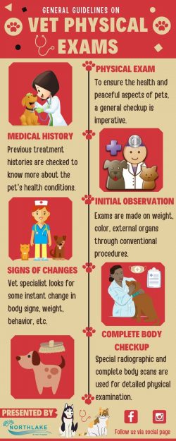 Importance of Pet Wellness Exams
