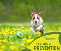 Best Treatment for Dog Heartworms