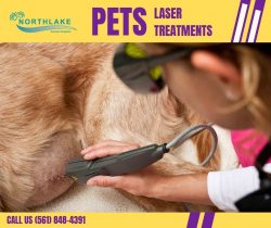 Best Laser Therapy for Dogs