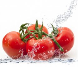 Tomato Expertise | John Deschauer