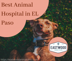 Best Animal Hospital in El Paso