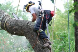Why Is Choosing a Tree Removal Service Provider Important for Dangerous Trees?