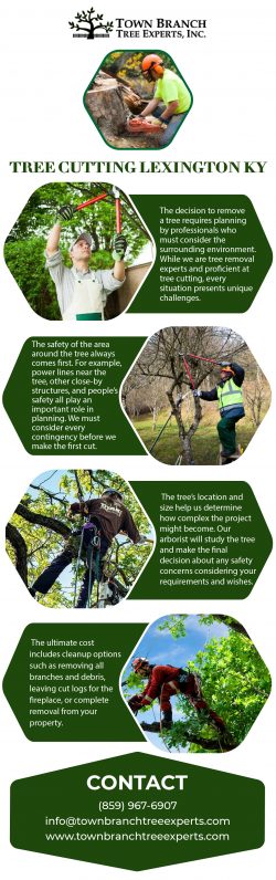 Explore the Best Tree Cutting Services in Lexington KY | Town Branch Tree Expert
