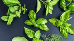 Starting Your Own Indoor Herb Garden
