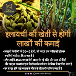 इलायची की खेती से होगी लाखों की कमाई