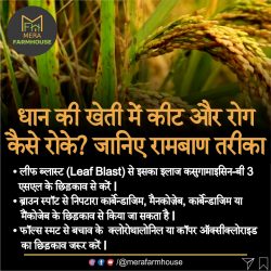 धान की ?‍? खेती में कीट और रोग कैसे रोके? जानिए रामबाण तरीका