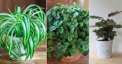 Make Your Space More Wonderful With Low Light Indoor Plants