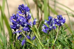 Elevate Your Indoor Garden with a Stylish Plant Stand