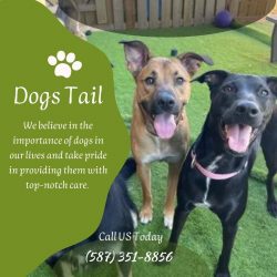 Dogs Tail Provides a Warm and Safe Environment for Dogs