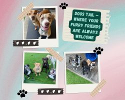 Dogs Tail – Where Your Furry Friends are Always Welcome