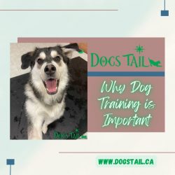 Dogs Tail – Why Dog Training is Important