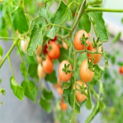 The Benefits of Hydroponic Indoor Gardening