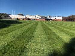 Reserve perennial ryegrass in Canberra, ACT