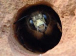 Carpenter bee control and removal services