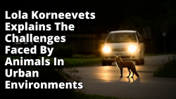 Lola Korneevets Explains The Challenges Faced By Animals In Urban Environments