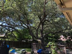 The Benefits of Regular Tree Maintenance and Pruning