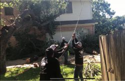 What to Look for When Searching for the Best Tree Removal Services
