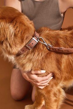 Waterproof Dog Collars Australia