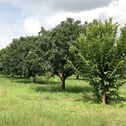 Your Path to Success – Best Managed Farmland Near Bangalore.